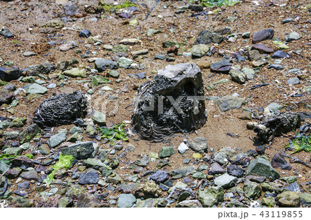 全羅南道 韓国 屋外 43119855