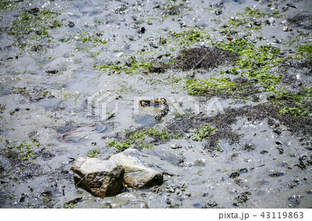 全羅南道 韓国 屋外 43119863
