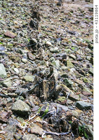 全羅南道 韓国 屋外 43119864