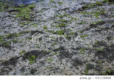 全羅南道 韓国 屋外 43119866