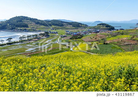 韓国 菜の花 花 43119867