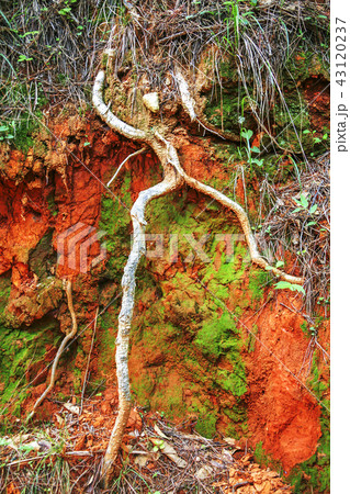 全羅南道 韓国 屋外 43120237