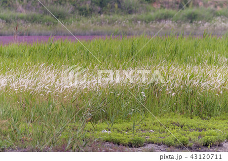 全羅南道 韓国 屋外 43120711