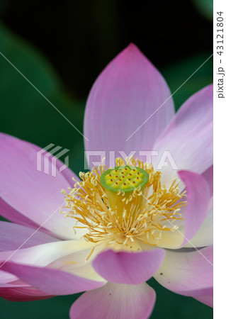 蓮の花 43121804