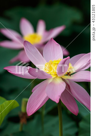蓮の花 蓮の花 43121805