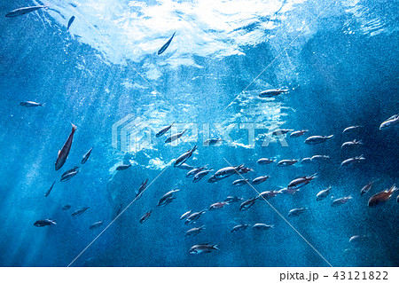 海中の魚群の写真素材