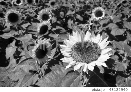 ひまわり畑 太陽を浴びて 向日葵 Sunflowerの写真素材