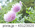 ピンクのダリア4 43123020