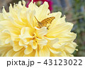 黄色いダリアと蝶 43123022
