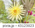 黄色いダリア 43123023