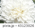 白いダリア 43123026