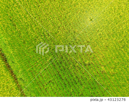 黄金色に実った稲穂〜ドローンで空撮(福島県大沼郡会津美里町大石字家ノ下) 黄金色に実った稲穂〜ドローンで空撮(福島県大沼郡会津美里町大石字家ノ下) 43123276