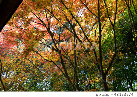 色とりどりの紅葉 43123574