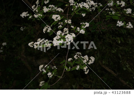 空木 ウツギ 花言葉は 古風 の写真素材