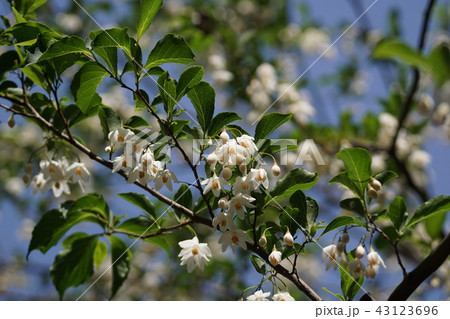 エゴノキ 別名 轆轤木 ろくろぎ 花言葉は 壮大 の写真素材