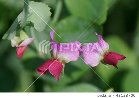 赤い豌豆の花　花言葉は「必ず来る幸福」 43123700