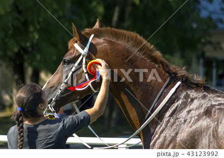 Red stallion Meebock Red stallion Meebock 43123992