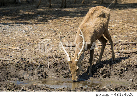 Deer in dry land 43124020