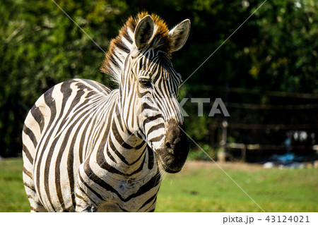 Zebra portrait 43124021
