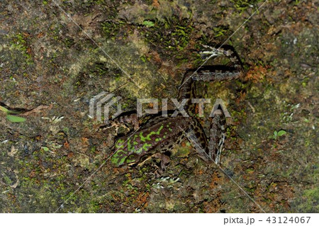 アマガエル 雨蛙 雨がえる 43124067
