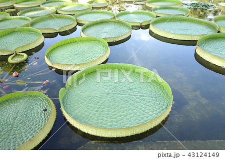 自然風景　オニバス 43124149