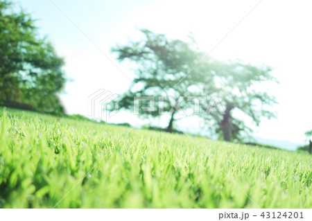 自然風景 自然風景 43124201