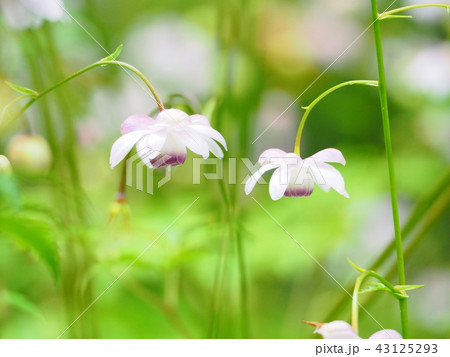 レンゲショウマの風景 43125293