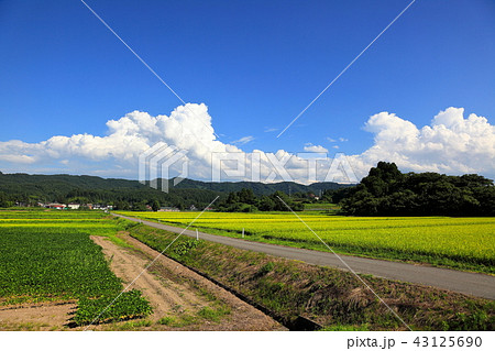 田畑の夏風景 夏雲の写真素材