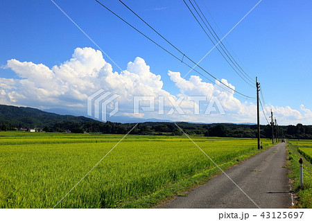田畑の夏風景 夏雲の写真素材