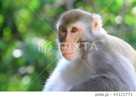 A monkey in Kam Shan Country Park, hk A monkey in Kam Shan Country Park, hk 43125773