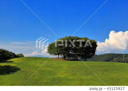 月山高原牧場　夏雲 43125827
