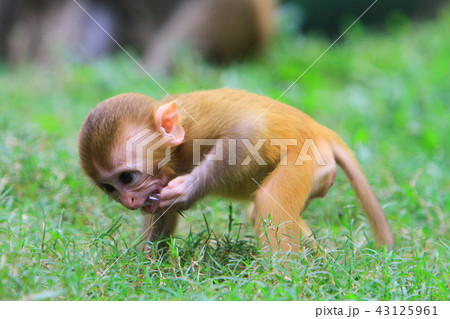 A monkey in Kam Shan Country Park, hk 43125961