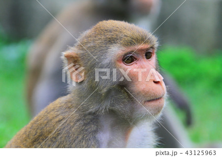 A monkey in Kam Shan Country Park, hk 43125963