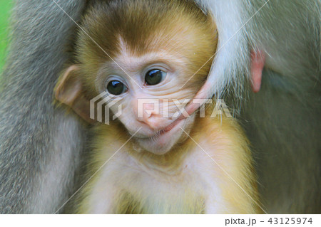 A monkey in Kam Shan Country Park, hk A monkey in Kam Shan Country Park, hk 43125974