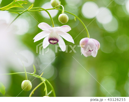 レンゲショウマと玉ボケ 43126255