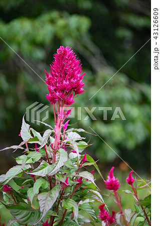 ケイトウの花 43126609
