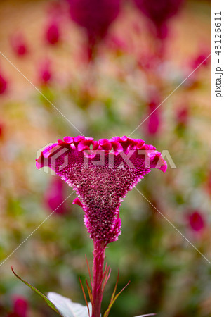 ケイトウの花 43126611