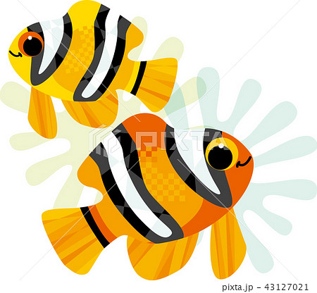 カクレクマノミの親子 43127021