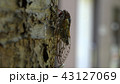 エゾゼミ 43127069