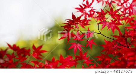 爽やかな紅葉(パノラマ) 爽やかな紅葉(パノラマ) 43127075