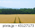 麦畑 43127173
