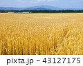 麦畑 43127175