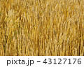 麦畑 43127176
