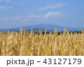 麦畑 43127179