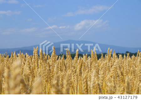 麦畑 43127179