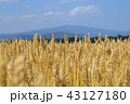 麦畑 43127180