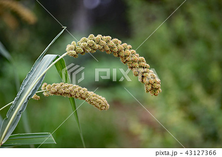 アワの穂 アワの穂 43127366