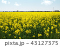 ［高岡市］菜の花畑 43127375