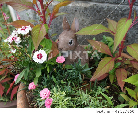 ウサギのウエルカム植栽 43127650