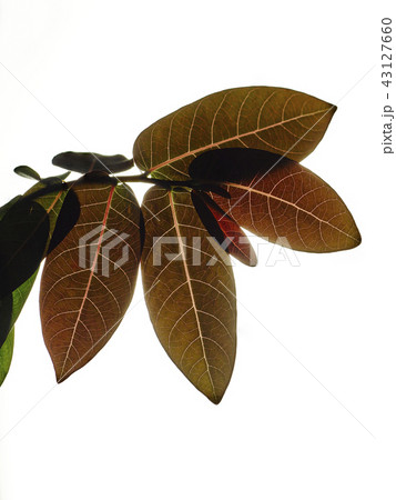 フィランサススミラビリス 43127660